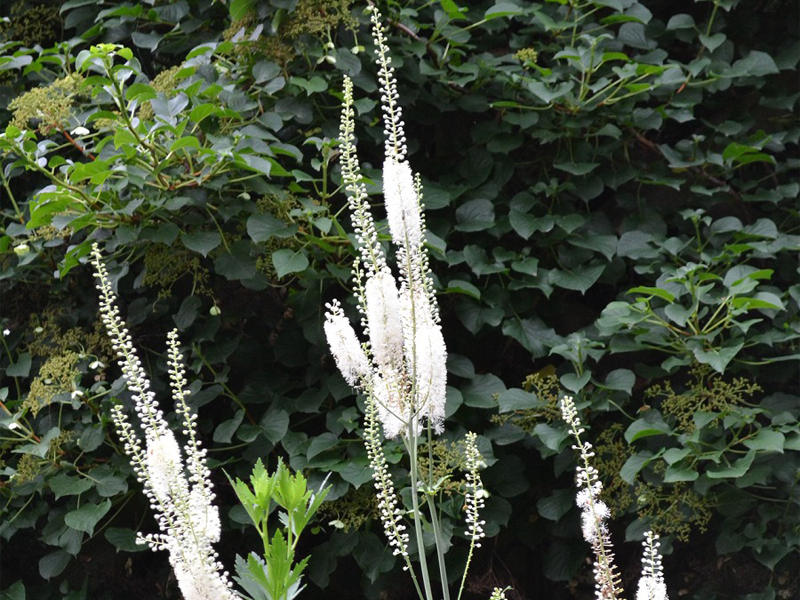 kacip-fatimah-thao-moc-quy-cho-phai-dep