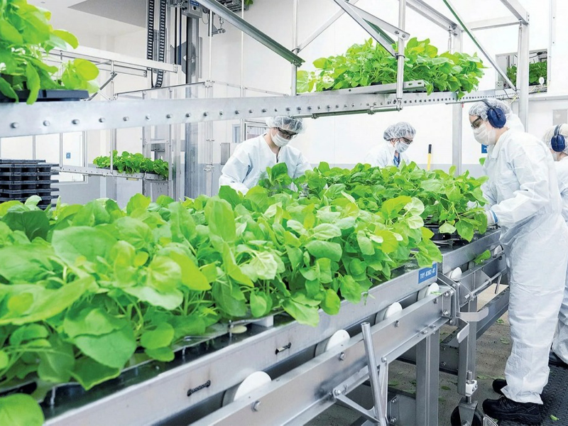 medicago-cung-ung-76-trieu-lieu-vac-xin-covid-19-nguon-goc-thuc-vat