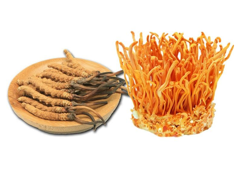 nam-cordyceps-sinensis-dong-trung-ha-thao-quy-cho-suc-khoe