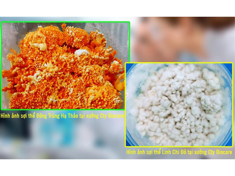 nhung-chang-ngu-lam-lam-nen-thuong-hieu-nam-soi-the-biocare