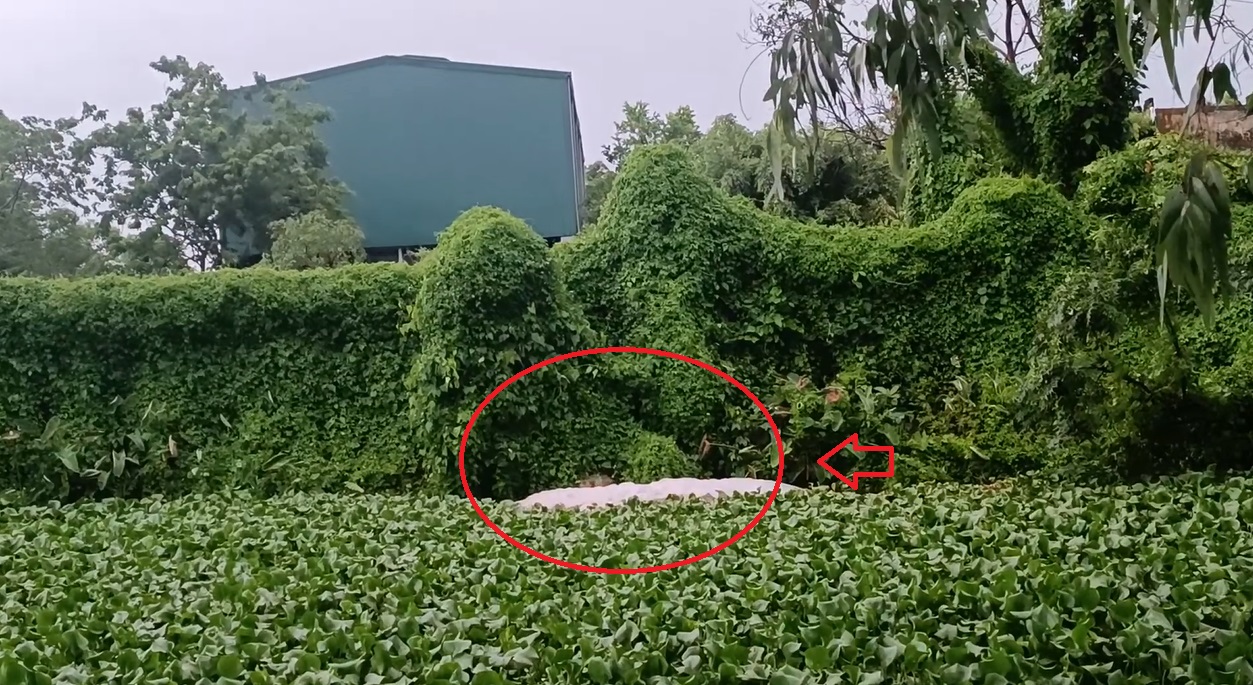 Liên tục trong nhiều năm, trang trại lợn Hồng Thái không đảm bảo yêu cầu về bảo vệ môi trường và sức khoẻ của người dân các xóm 7,8,9 thôn Trình Xuyên, xã Liên Bảo, huyện Vụ Bản (tỉnh Nam Định).